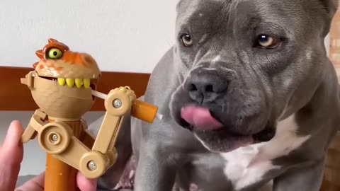 Funny Dog Moments