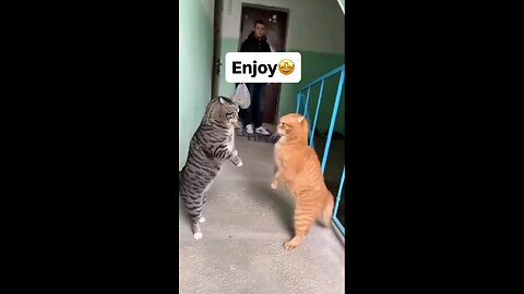 unboxing cats