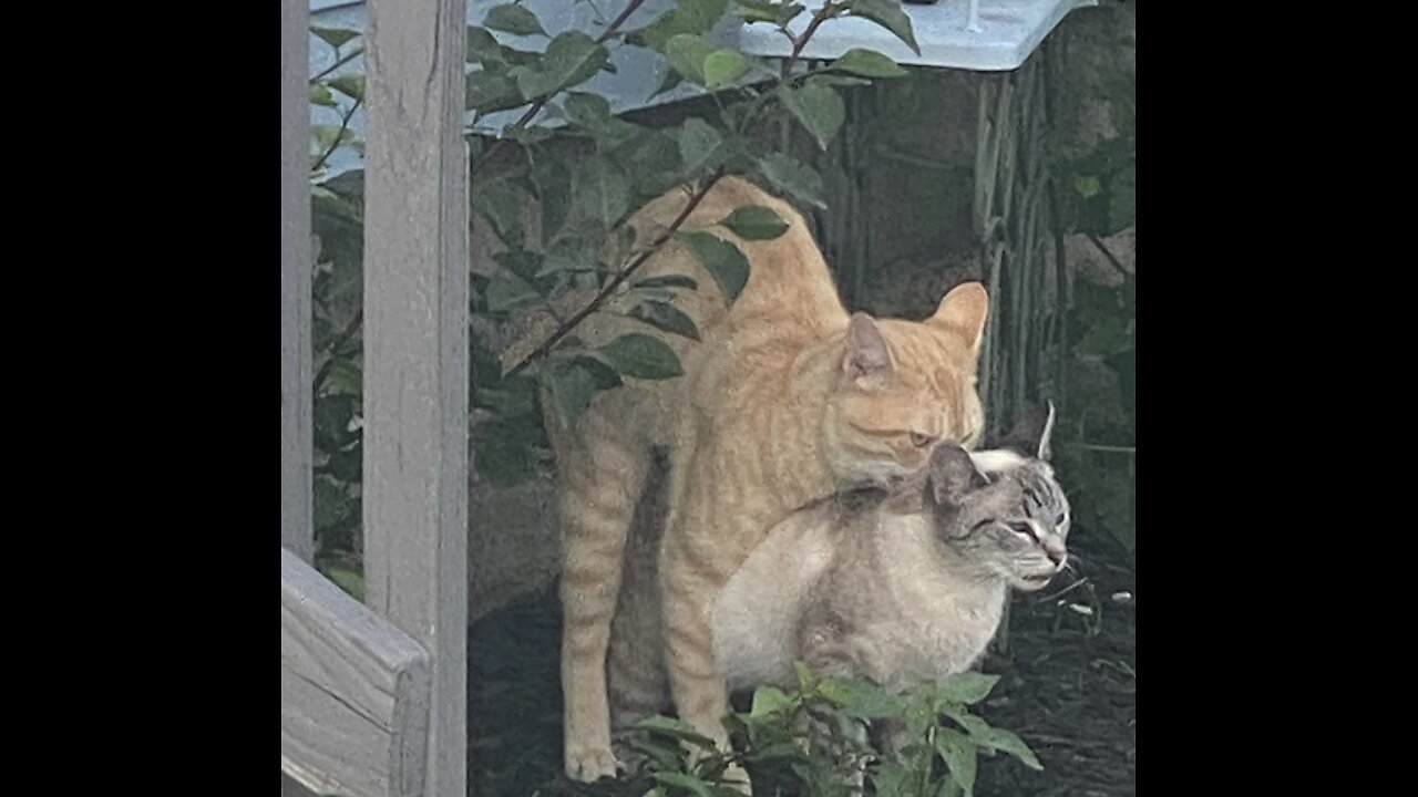 EVANSVILLE INDIANA CAT 🐈 PROBLEM