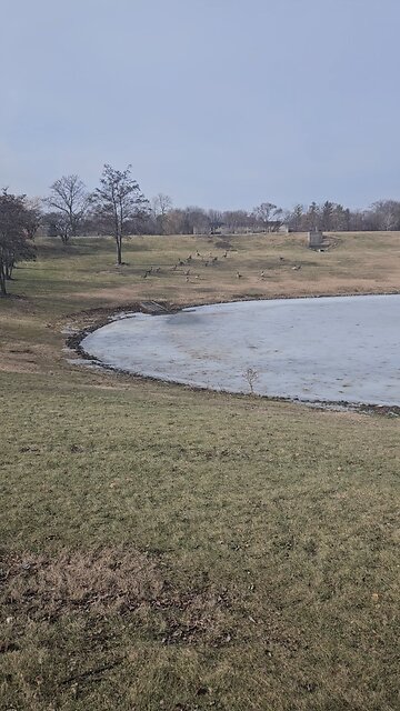 A Flock of Geese at the Frozen Louis Reservoir
