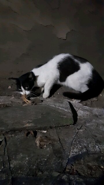 poor cat eating bad food road side