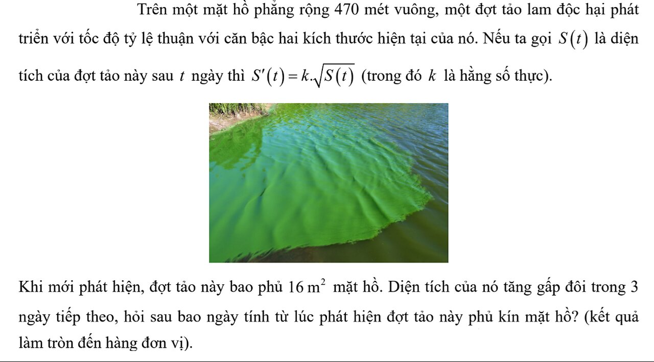 Trên một mặt hồ phẳng rộng 470 mét vuông, một đợt tảo lam độc hại pháttriển với tốc độ