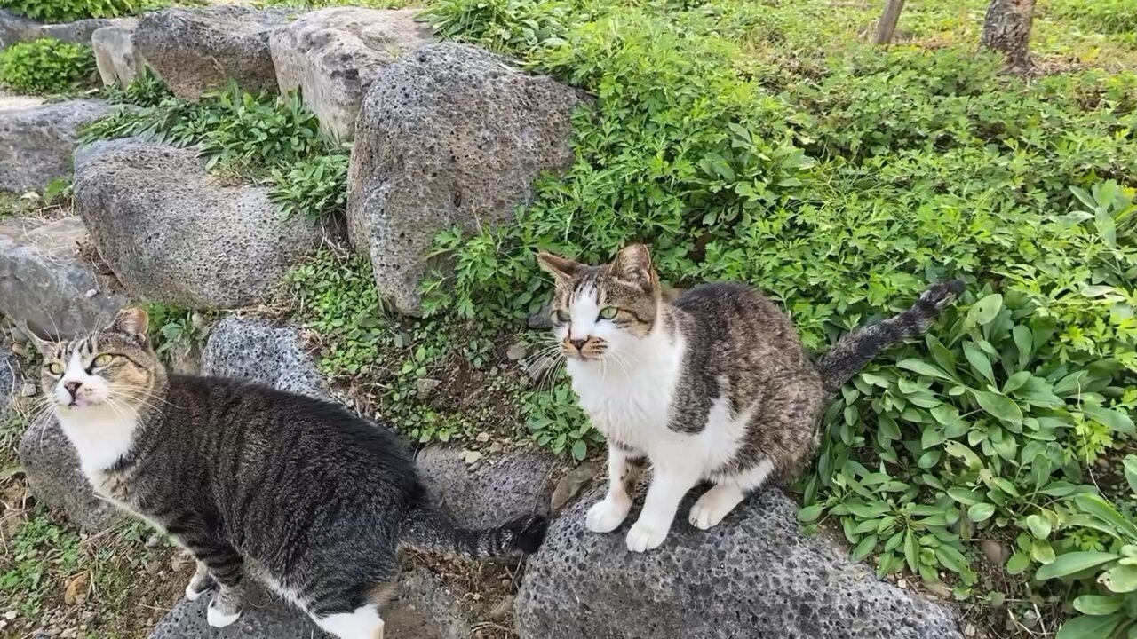 I was scratched by it last time. Be careful this time.