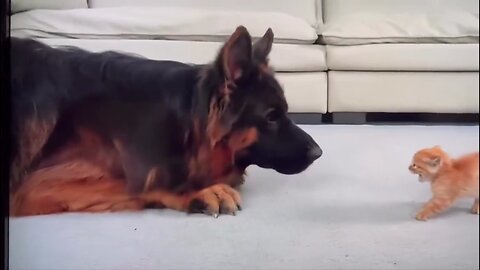 Kattunge fann en tålmodig schäfer! 😻