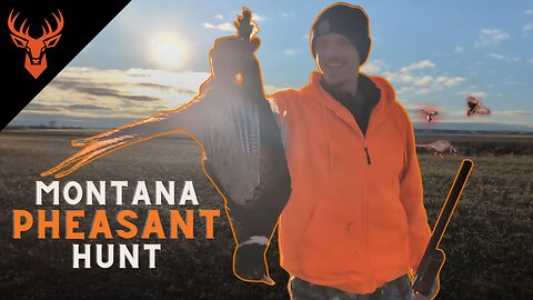 Montana Pheasant Hunting | "This is Nuts!" | Multi Part | KAMPwild Adventures