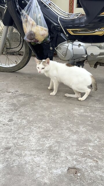 Hungry Cat Near Motorbike | Adorable Feline Clip