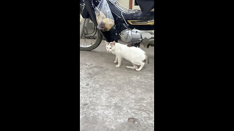 Hungry Cat Near Motorbike | Adorable Feline Clip