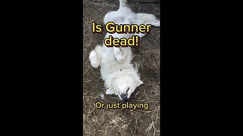 Watch at your own risk, vicious livestock guardian dogs.
