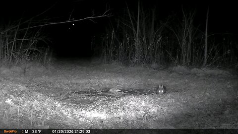 Deer Cam Rabbit During A Southern Illinois Earthquake 01 20 2026. Game Cam Trail Camera