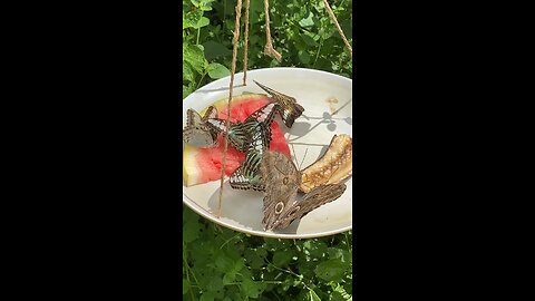 Butterflies 🦋 #butterflies #butterfly #watermelon #followme #shorts #viral #trending
