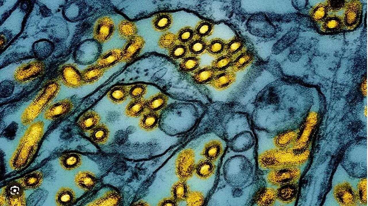 American Dies from Bird Flu Strain, Becoming World’s First Death