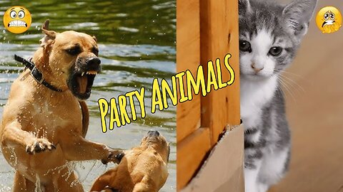 Funny Party Animals videos part 4 - Funny cats/dogs - funny animal