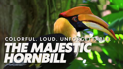The Majestic Hornbill: Nature’s Most Colorful and Comical Bird