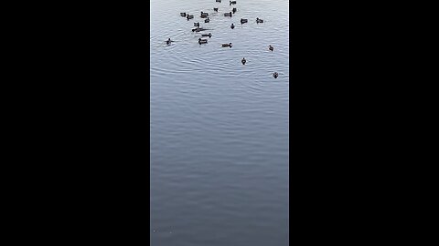 Mallard Ducks 🦆 #mallardducks #ducks #duck #swimming #followme #shorts #trending #viral