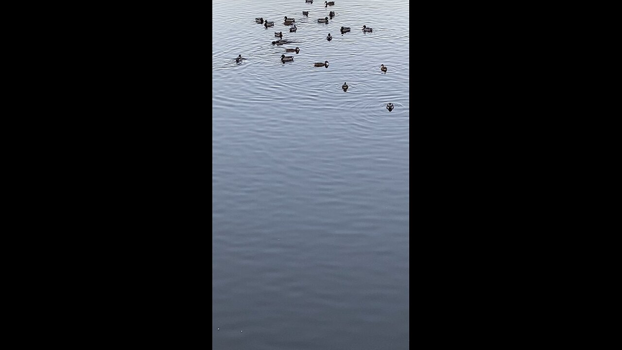 Mallard Ducks 🦆 #mallardducks #ducks #duck #swimming #followme #shorts #trending #viral