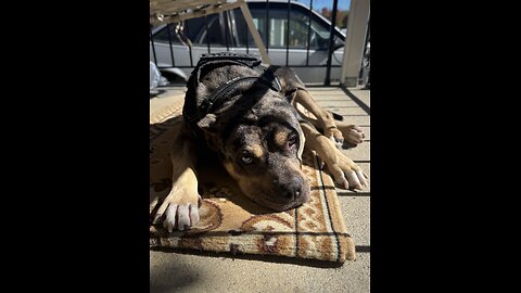 Happy Thursday! 🐶