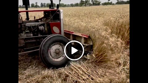 wheat cutting process