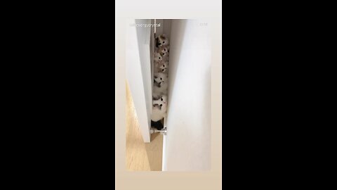 Cute kittens hiding