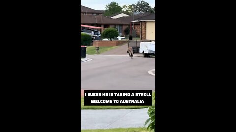 Kangaroo diaries only in Australia