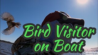 Bird Goes After Fisherman