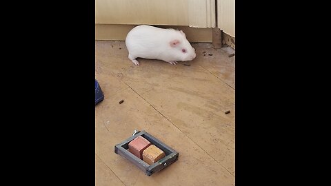 DUOLINGO STUDIARE CON LE RAGAZZE 15/2/26 🗿🐲💎🫴👽🦈