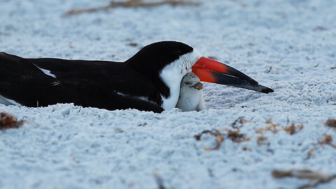 Black Skimmers Hatch - Day 10: Sunrise and Chicks Feeding Frenzy