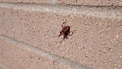 Seed Bug