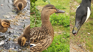 Mama Duck With Ducklings Walks To Goose