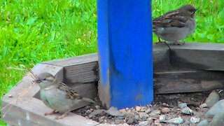 IECV NV #807 - Young House Sparrow Getting Nesting For A Family Of Her Own 4-9-2019