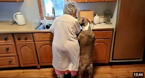 When Your Dog Loves Your Grandparents More Than You 😂 Funny Dog and Human Videos