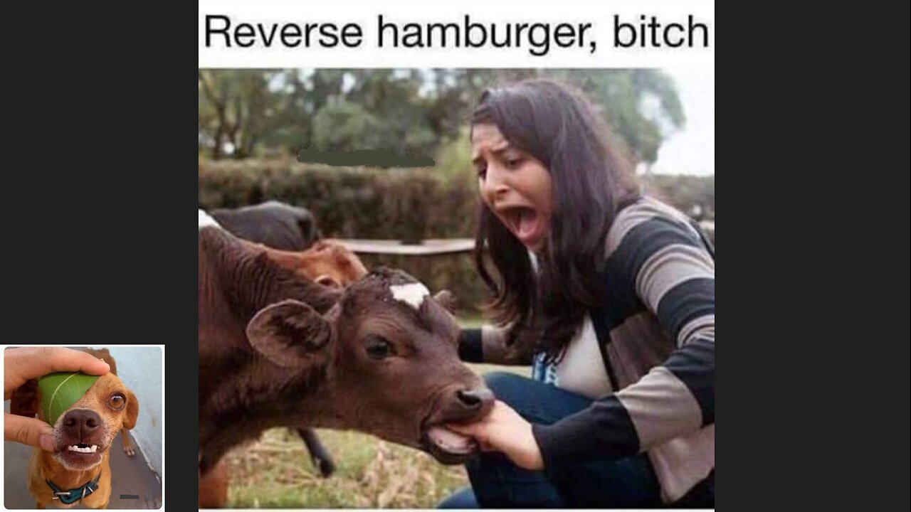 Memes That Will 99.0426% Make You Laugh. (e650)