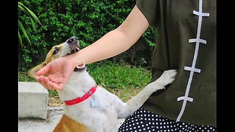 When animals gets craziers and attack its owners