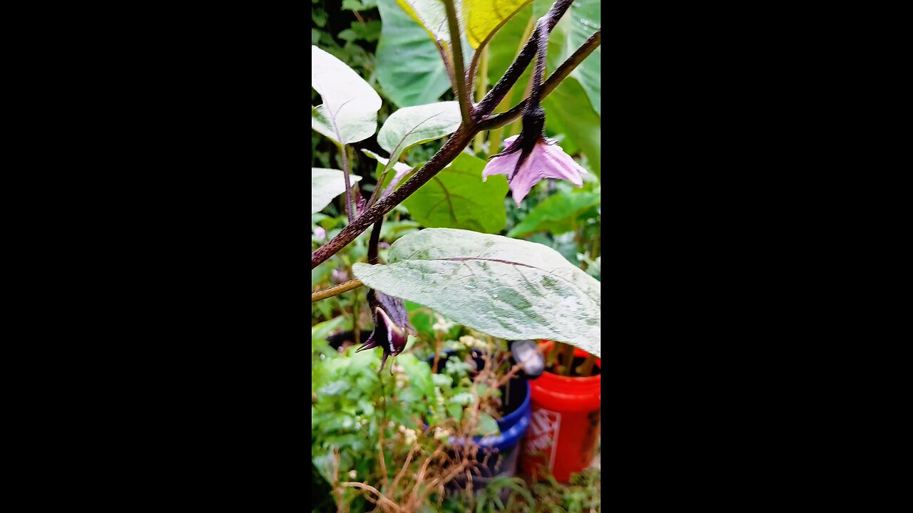organic vegetables garden ♥️ 🇺🇸🇧🇩