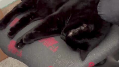 Cute Precious Piper.Does Her Leg Straightening Exercise - My Adopted Shelter Cat Vlog #shorts