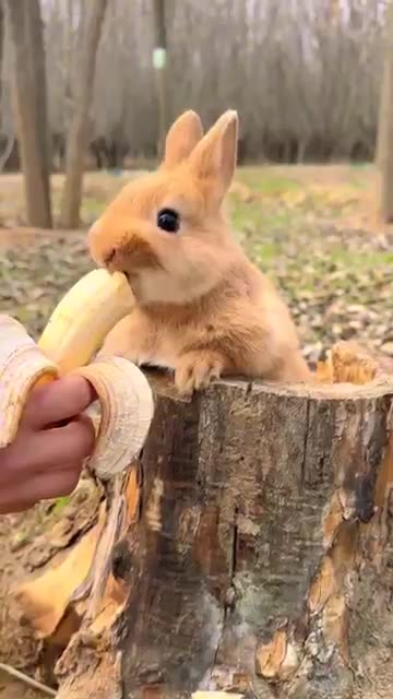 The little rabbit who loves to eat bananas Cute pet debut plan Rabbit Pastoral cute pet