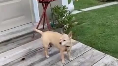 Big Dog Small Dog Funny Videos