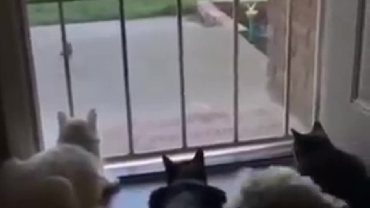 this one never gets old 😂 | funny video | crazy clips