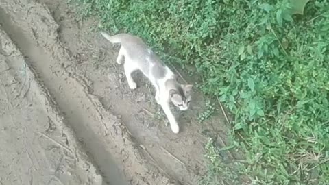 Real cat is very funn
