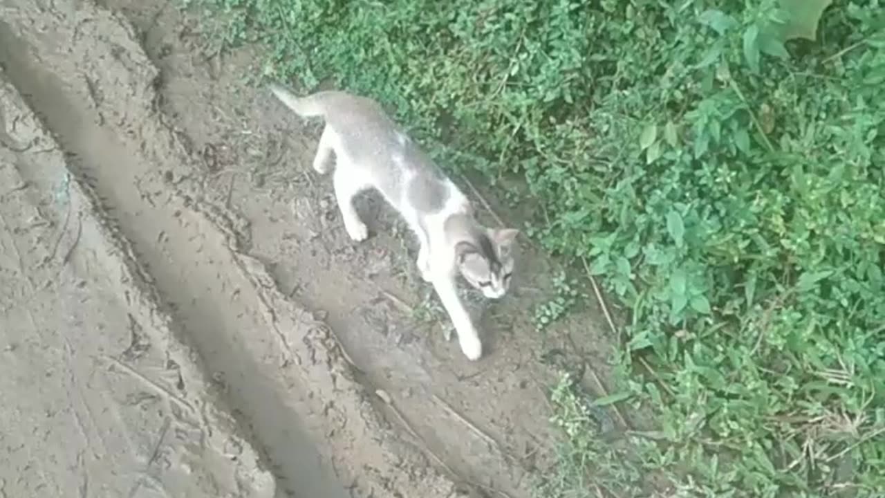 Real cat is very funn