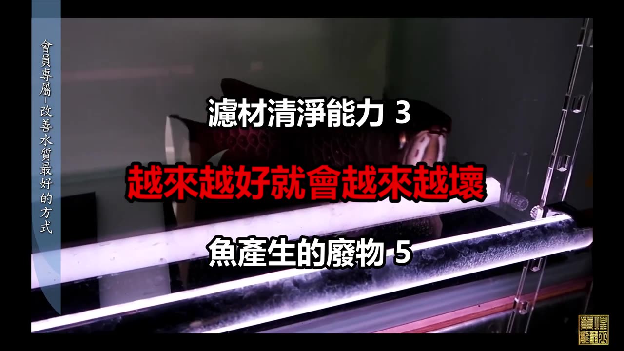 【龍爵士】YOUTUBE會員頻道專屬-改善魚缸水質最好的方式 _水族_龍魚_進階會員