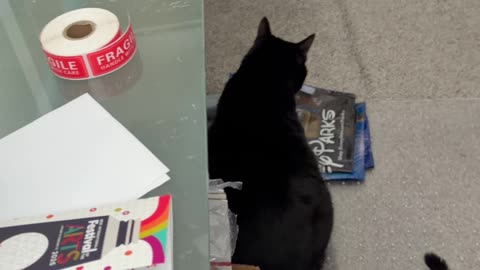 Cute Precious Piper Drops in for An Unexpected Inspection - My Adopted Shelter Cat Vlog