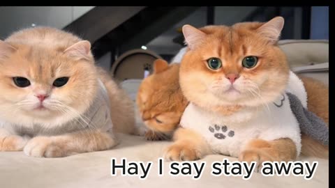 Kittens communication through meowing