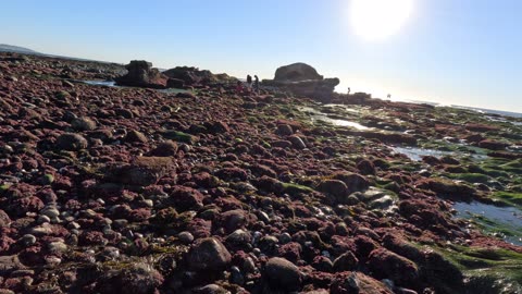 The Very Low Tide - A WALK AND TALK - Nature Full Moon Extreme Tide #lowtide #naturewalk