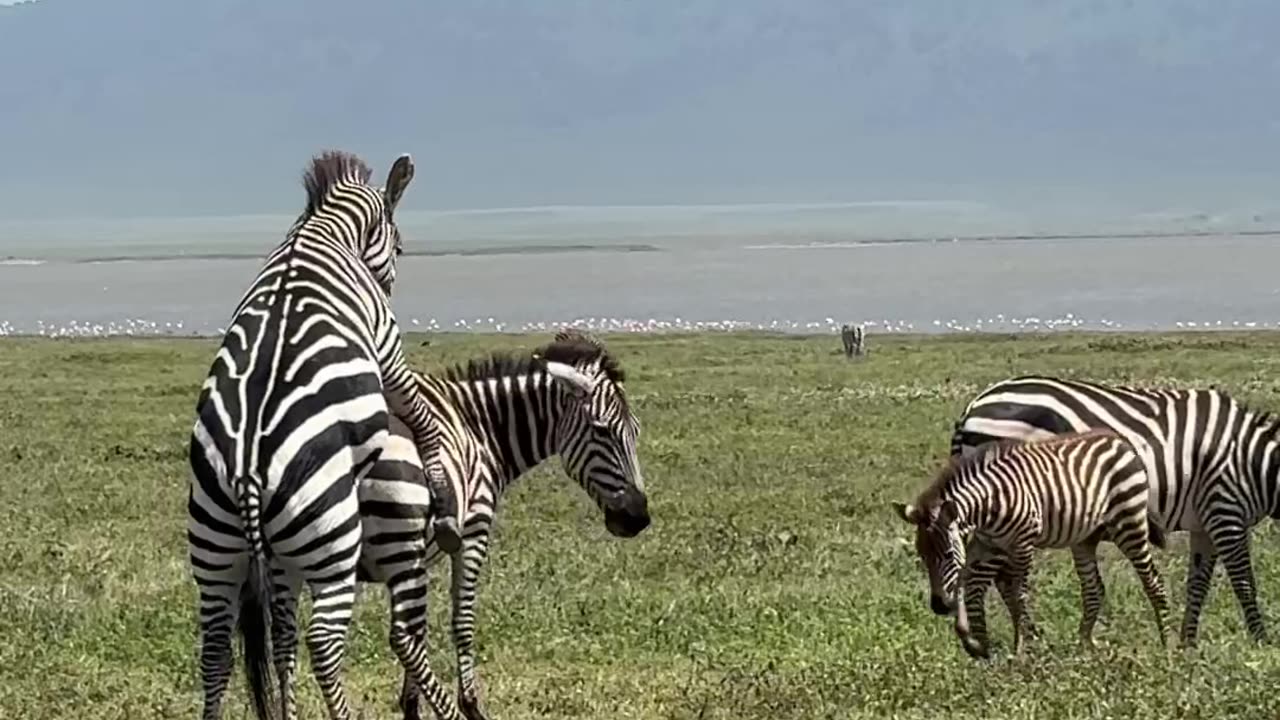 Zebra mating