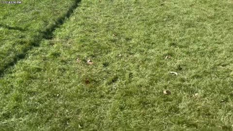 Sam Houston is a happy dog! 🐶 | Figuring out gym/service dog | refill script| studying 4 STD test