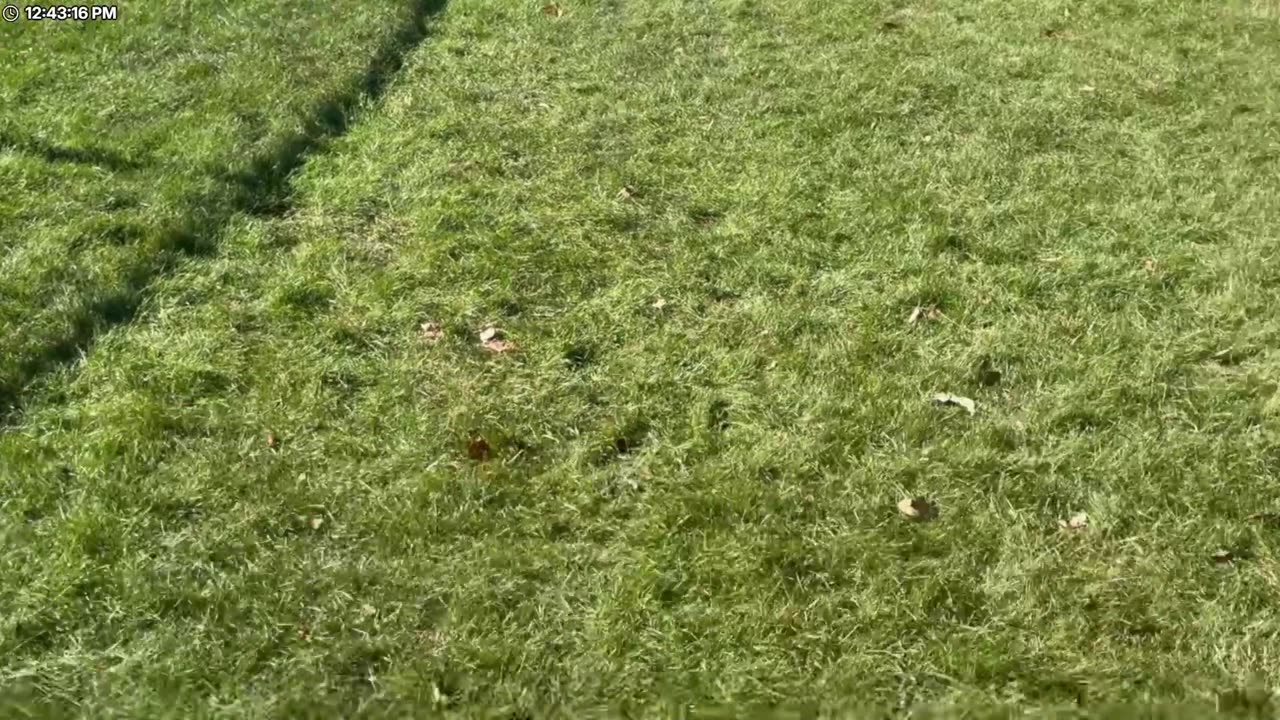 Sam Houston is a happy dog! 🐶 | Figuring out gym/service dog | refill script| studying 4 STD test