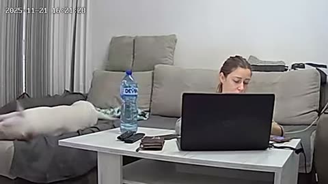 When Animals Go Full Unhinged on CCTV