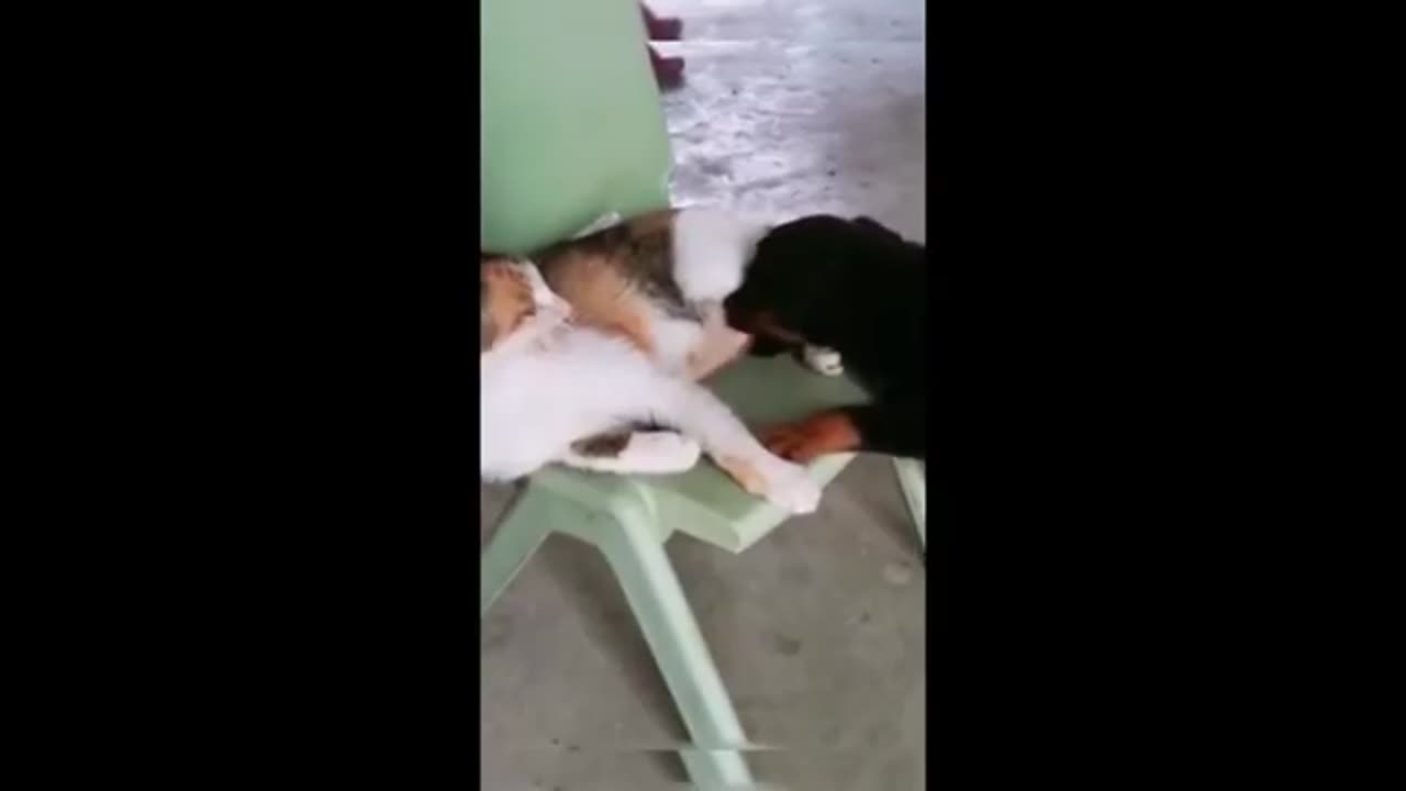 Funny Cats & Dogs