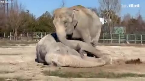 Retired circus elephant trying to comfort her partner of over 25 years after she had collapsed, died