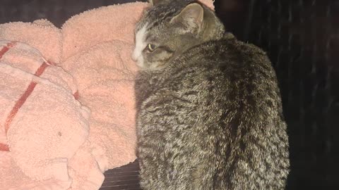 The 2nd kitten trapped/rescued, ready for transport